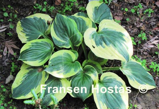 Hosta Christmas Lights